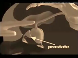 Bagaimana kepada memberi yang prostat urut, percuma xxx urut seks video mov